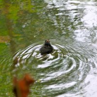 Greenkeeper